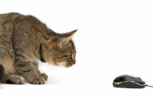 cat, mouse