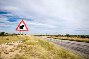 elephant, road