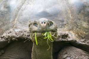Galapagos giant tortoise